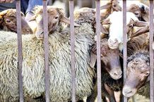 قیمت دام زنده امروز یکشنبه 4 خرداد/ گوسفند زنده در تهران و اصفهان چند؟