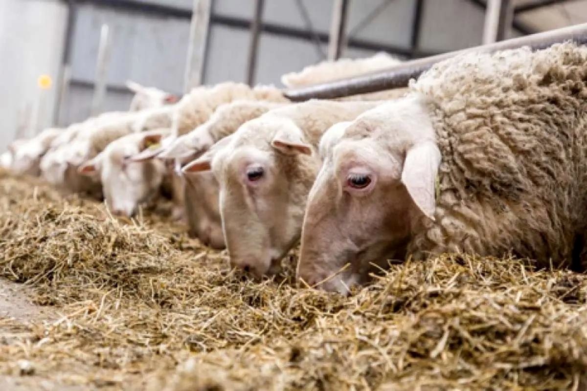 قیمت دام زنده امروز ۳۰ تیر ۱۴۰۳