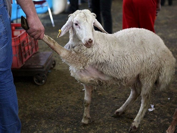 هشدار به خریداران گوسفند زنده