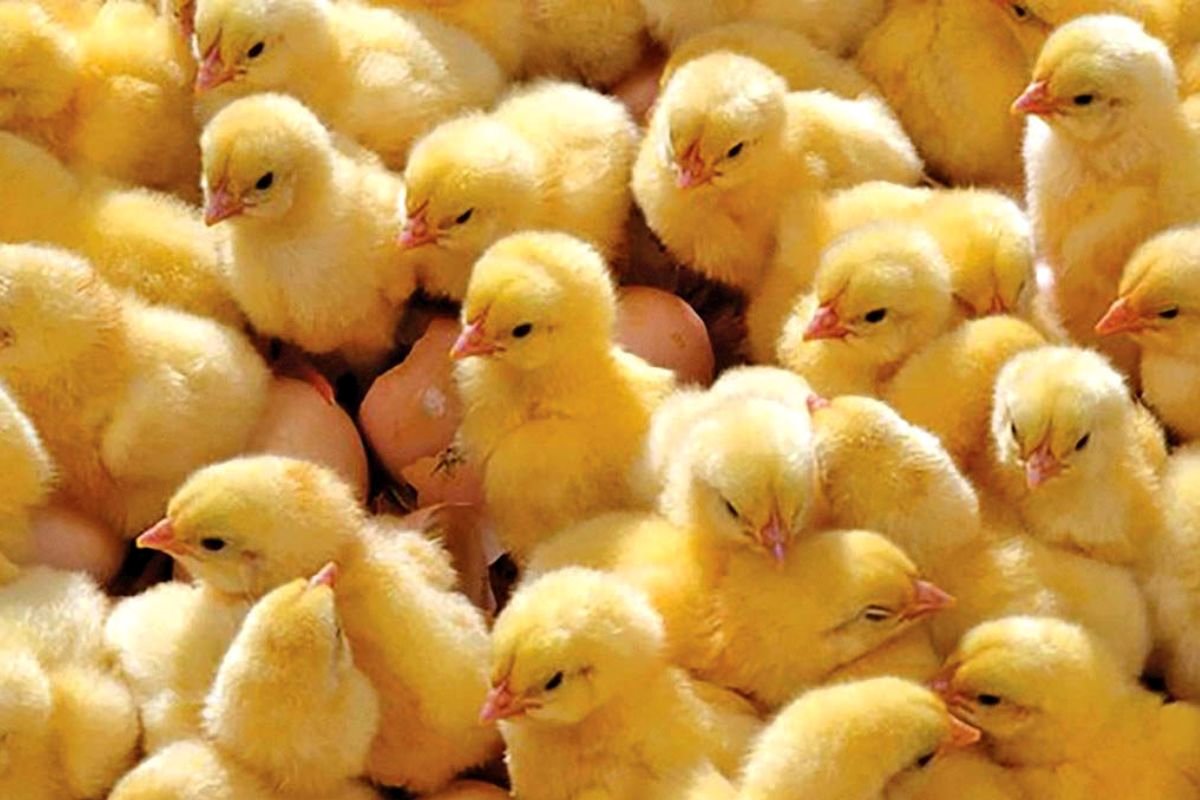 قیمت جوجه یک روزه چند؟/ قیمت محصولات دامی ۲۴ تیر 