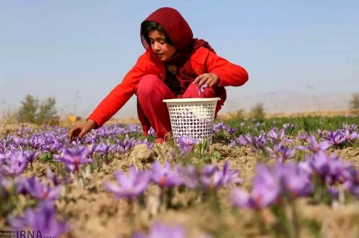 سالانه ۱۲۰ تن زعفران از کشور قاچاق می‌شود