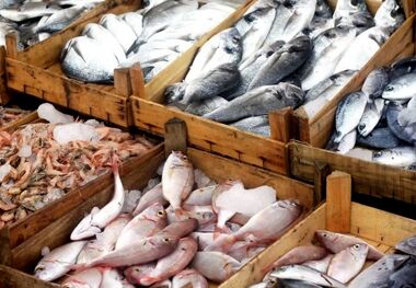 افزایش قیمت ماهی بیشتر از متوسط تورم مواد غذایی