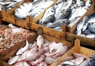 افزایش قیمت ماهی بیشتر از متوسط تورم مواد غذایی