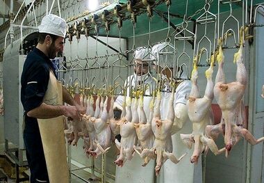 قیمت جوجه یکروزه ۳۲تا ۳۹ هزار تومان