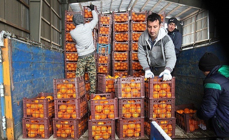 عرضه میوه تنظیم بازاری شب عید به زودی آغاز می‌شود