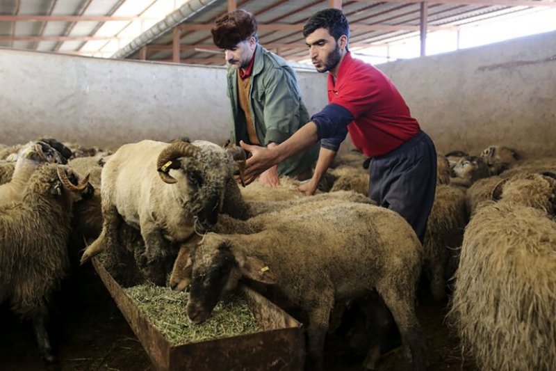 قیمت دام زنده امروز ۸ تیر/ گوسفند کیلویی چند؟