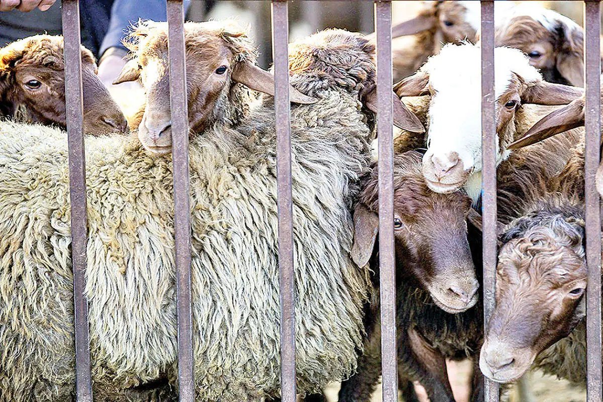 قیمت دام زنده امروز سه‌شنبه 30 اردیبهشت/ گوساله زنده در تهران و فارس چند؟