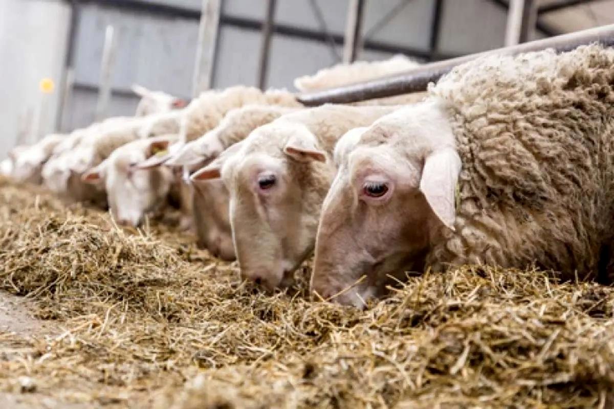 قیمت دام زنده امروز ۱۵ مرداد / گوسفند زنده چند؟