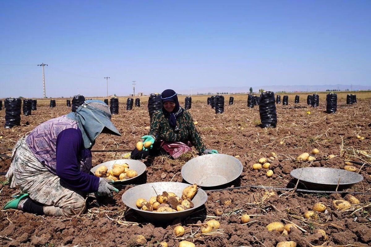 سیب‌زمینی بالاخره ارزان شد؛ سقوط از قله 100 هزار تومان!