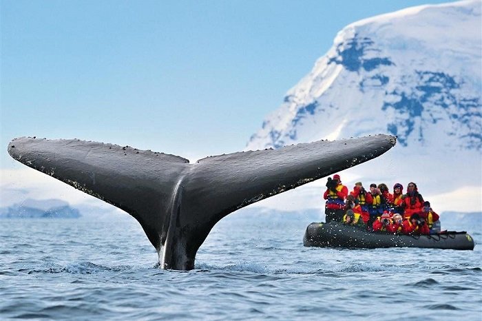 سفر به قطب جنوب با 1.5 میلیارد تومان!