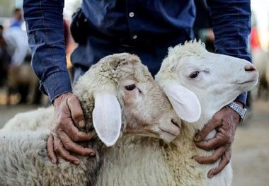 قیمت جدید دام زنده؛ گوسفند زنده در تهران و همدان چند؟