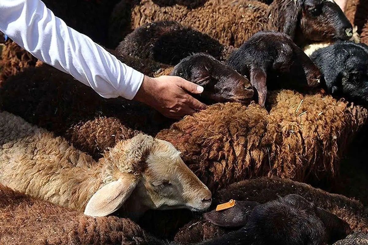 قیمت دام زنده امروز سه‌شنبه 20 خرداد ۱۴۰۴