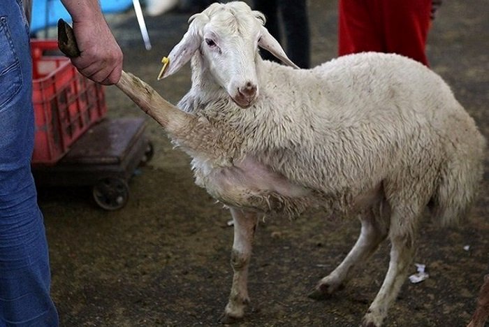 قیمت دام زنده امروز 7 مهر/ مقایسه قیمت گوسفند زنده در تهران و اصفهان