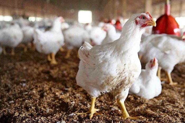 قیمت مرغ امروز پنجشنبه 15 خرداد/ مرغ تنظیم بازار چند؟