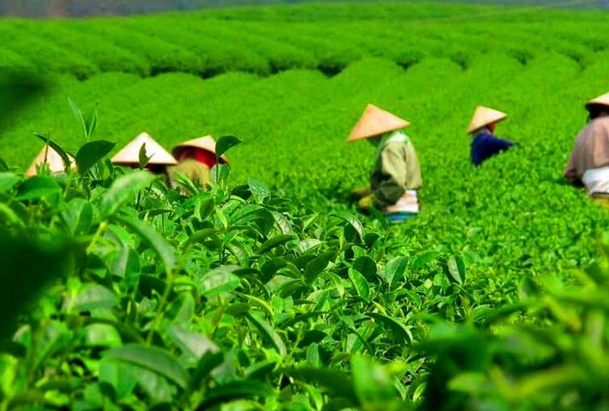 پرداخت مطالبات چایکاران در دستور کار قرار گرفت