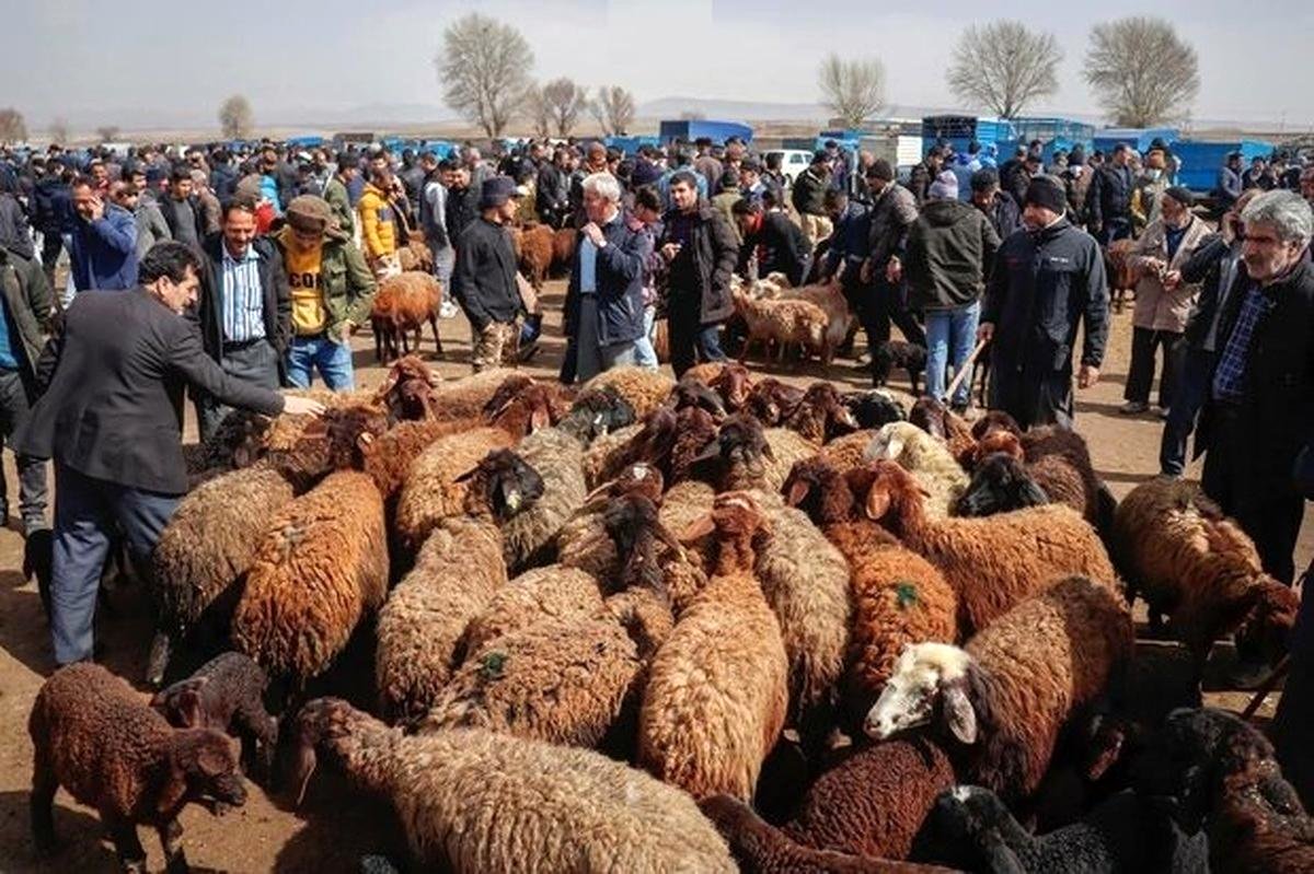 قیمت دام زنده امروز ۴ مرداد 