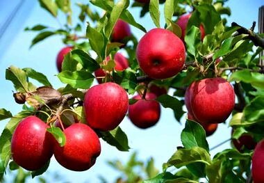معجزه سلامتی با خوردن یک سیب در روز