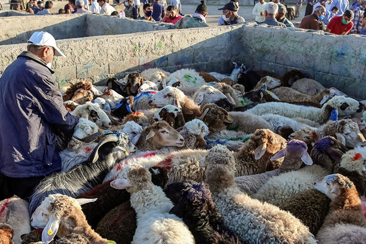 قیمت دام زنده امروز 8 آذر/ اختلاف قیمت گوسفند زنده در تهران و شهرستان