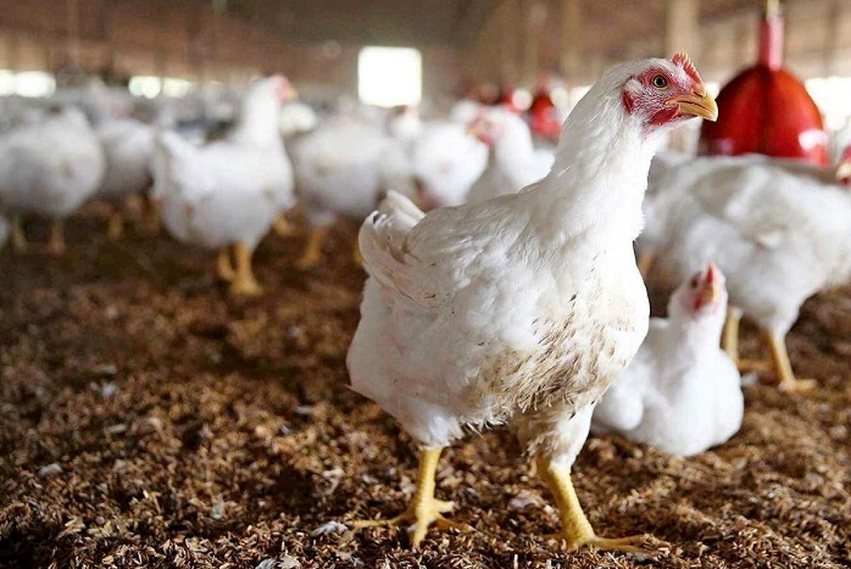 قیمت مرغ امروز دوشنبه 19 آذر/ مرغ کشتار روز کیلویی چند؟