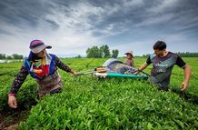 حساب چایکاران شارژ شد/ هر کیلو برگ چای چند؟