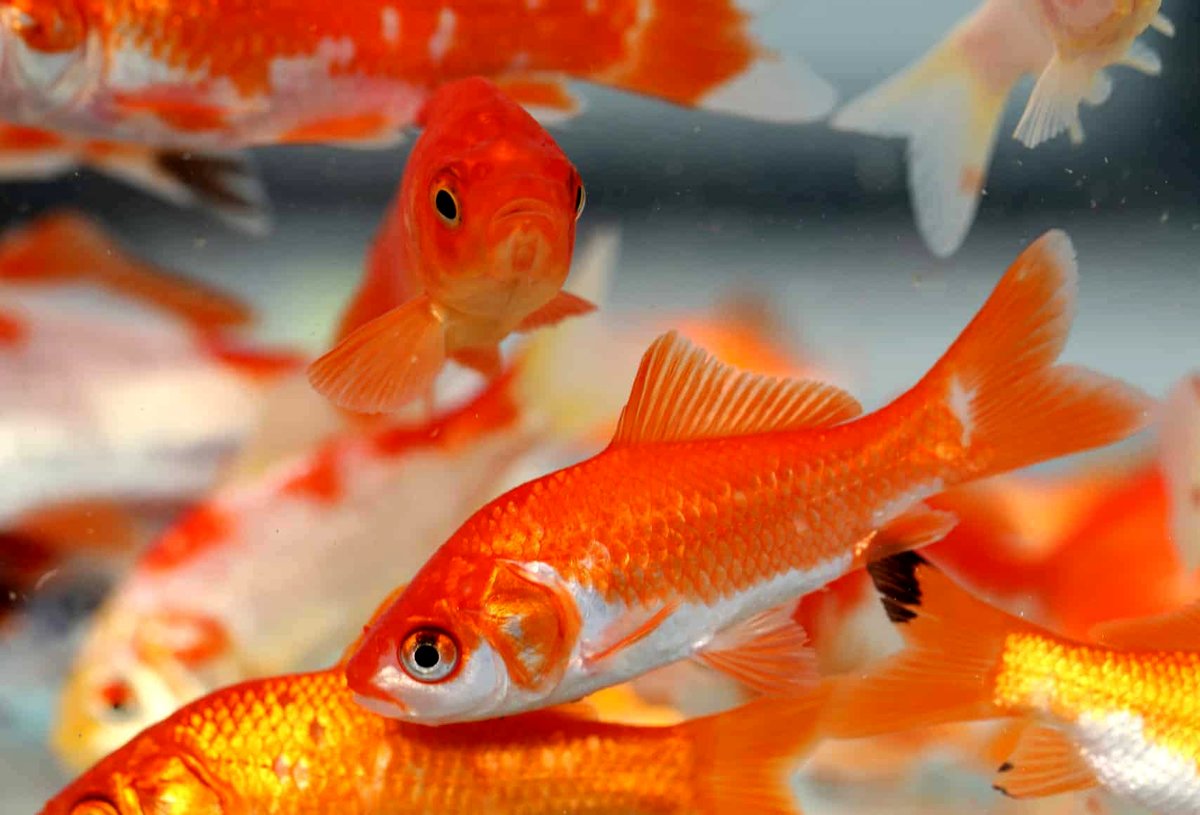 خرید ماهی قرمز عید چقدر آب میخورد؟