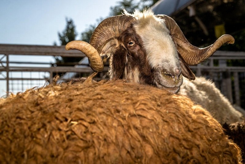 قیمت دام زنده؛ گوسفند زنده در تهران چند؟