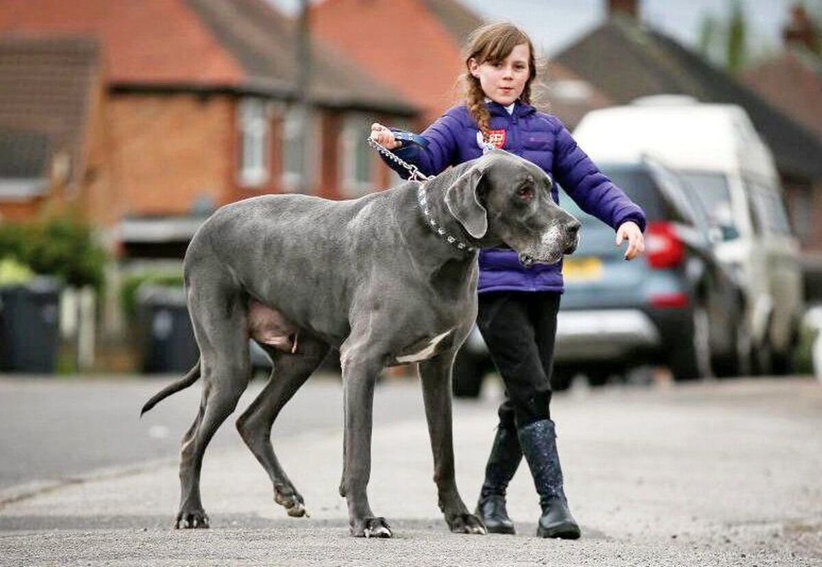 هزینههای عجیب پانسیون حیوانات/ تربیت سگ آلفا ماهی 20 میلیون!