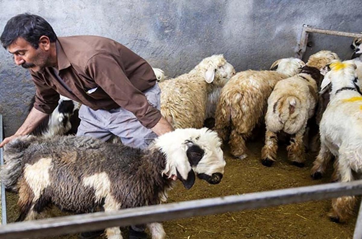 قیمت دام زنده امروز ۱۷ تیر/ گوسفند کیلویی چند؟