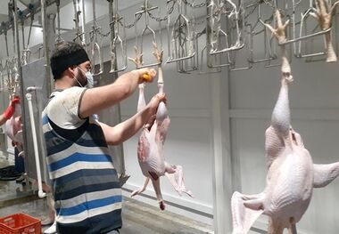 قیمت بوقلمون، ‌تخم بلدرچین، تخم کبک، دل مرغ و...