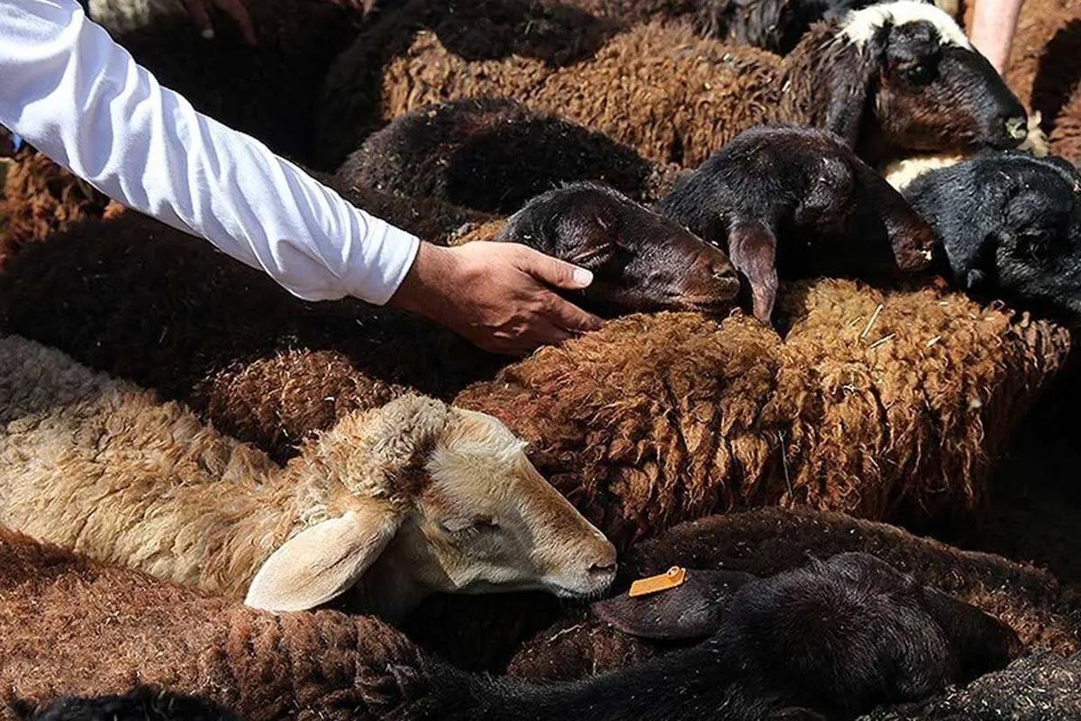 قیمت دام زنده امروز ۹ مرداد/ گوسفند در تهران چند؟