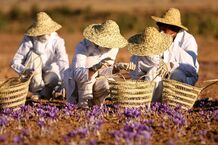 مهمترین روش‌های خرید زعفران از بورس کالا