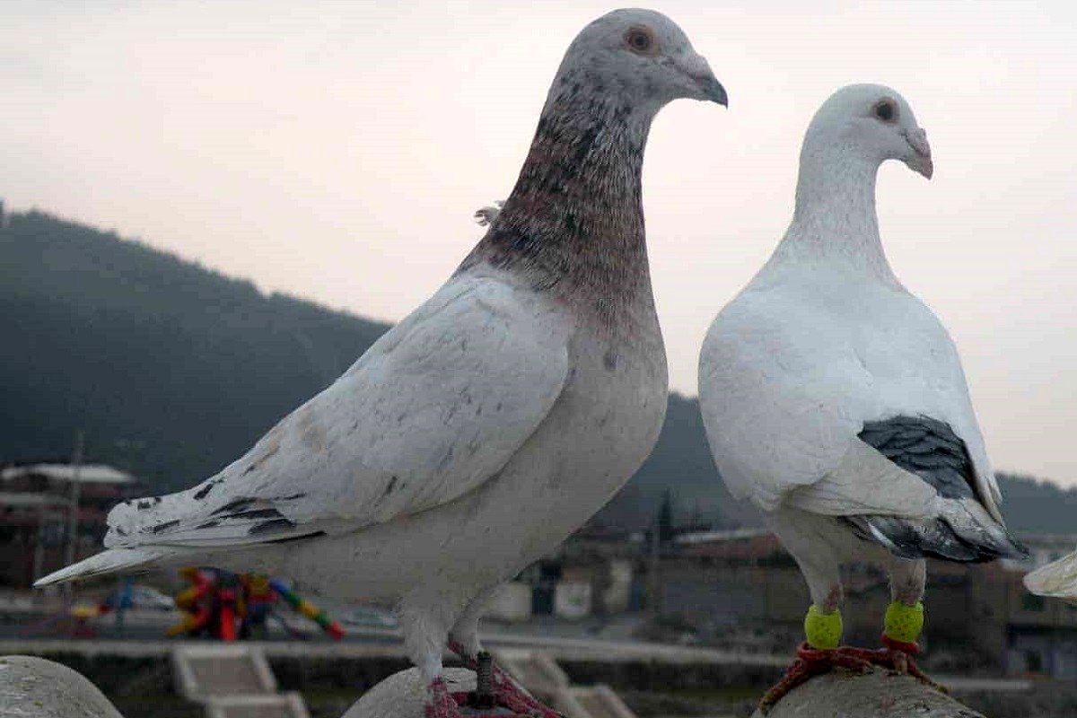 قیمت غذای پرنده در بازار چقدر است؟