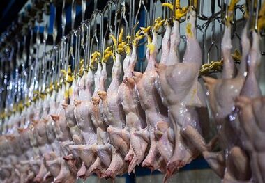 قیمت گوشت بوقلمون چقدر است؟