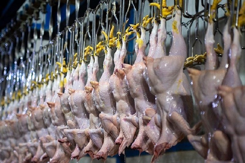 قیمت گوشت بوقلمون چقدر است؟