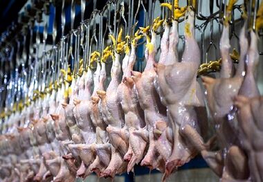 قیمت گوشت بوقلمون چقدر است؟