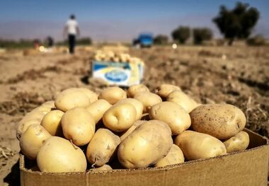 فروش سیب‌زمینی پنج برابر قیمت اصلی!