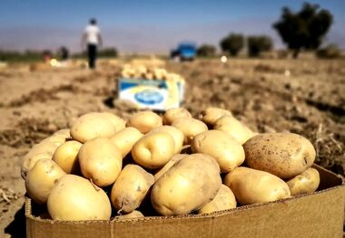 فروش سیب‌زمینی پنج برابر قیمت اصلی!