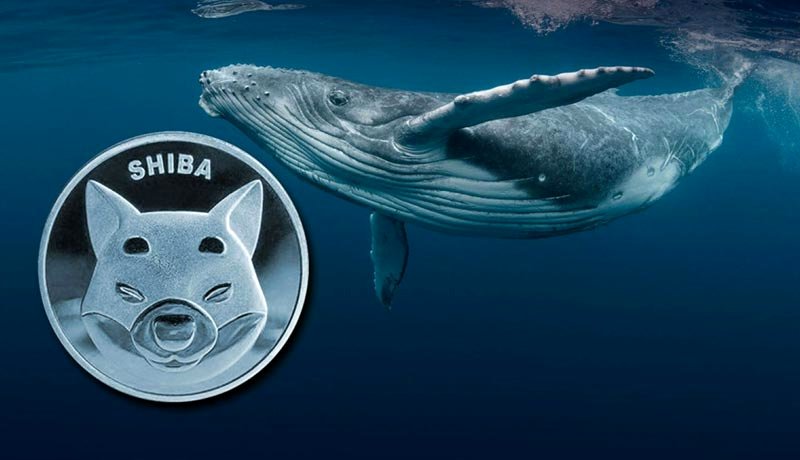 ۳ تریلیون شیبا طعمه یک نهنگ شد!