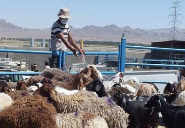 عرضه دام زنده در ۱۵ نقطه پایتخت برای عید قربان