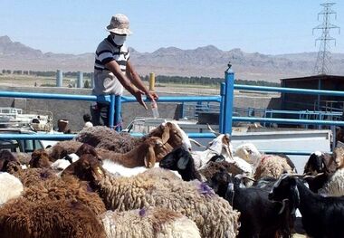 عرضه دام زنده در ۱۵ نقطه پایتخت برای عید قربان