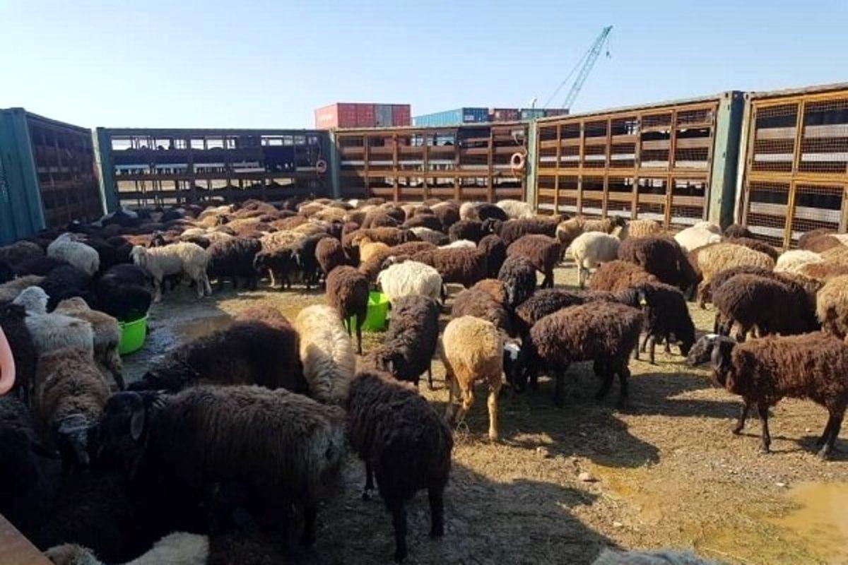 قیمت دام زنده امروز 17 آبان/ مقایسه گوسفند زنده در تهران و فارس