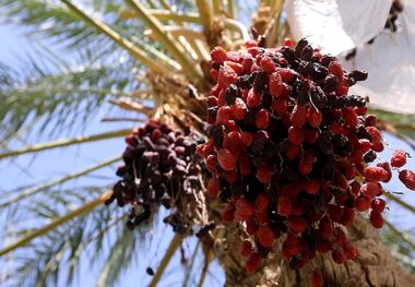 قیمت خرما را چه کسی تعیین می‌کند؟