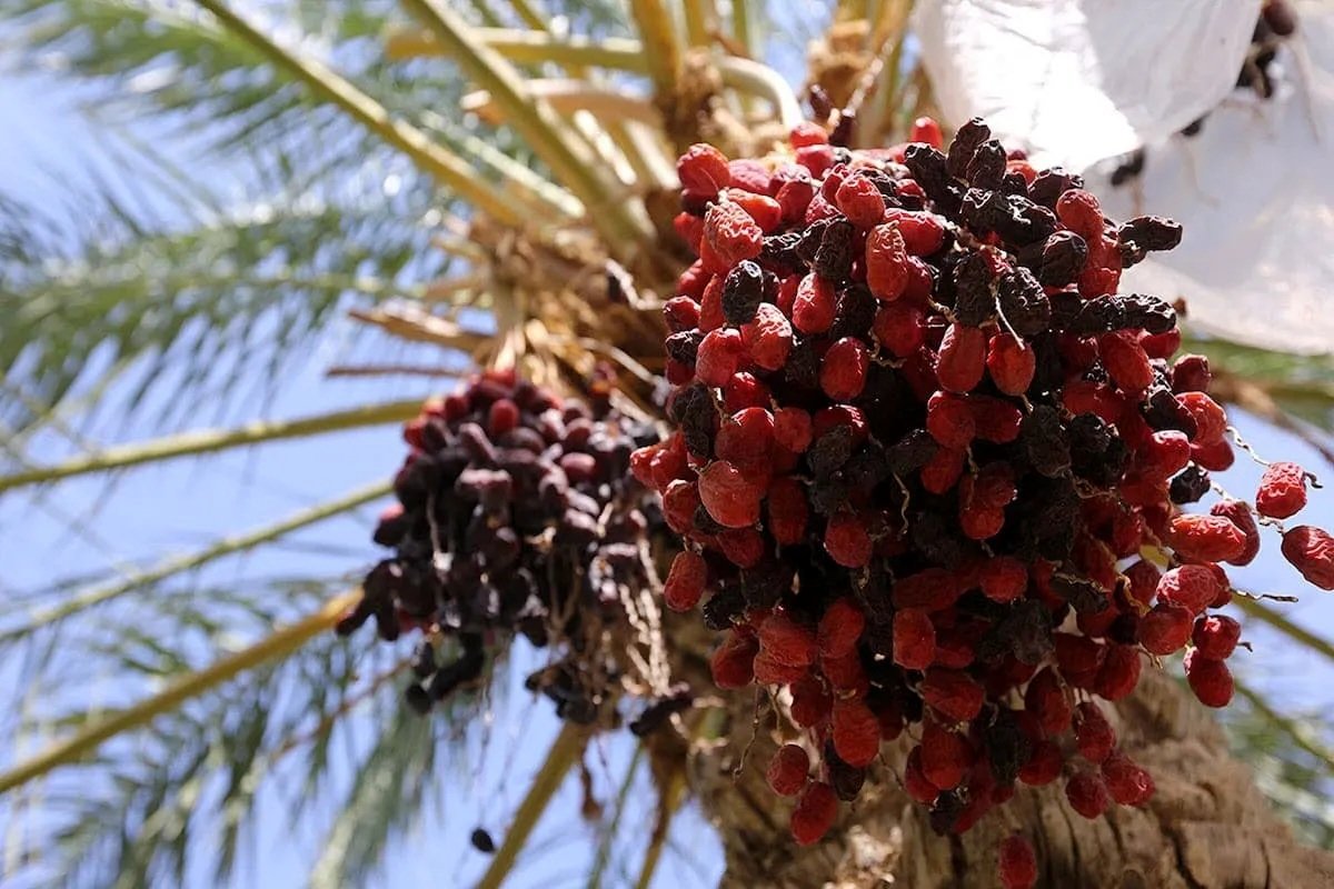 قیمت خرما را چه کسی تعیین می‌کند؟