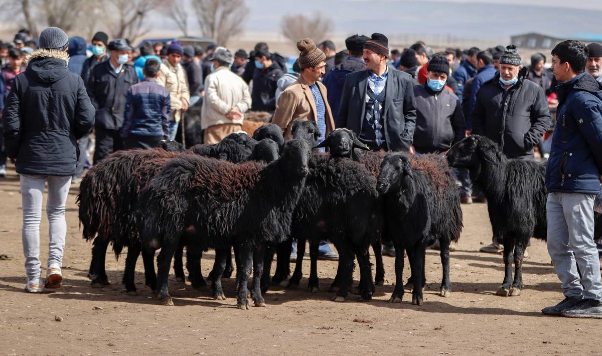 تکذیب نرخ نجومی دام زنده؛ گرانتر از این قیمت نخرید!
