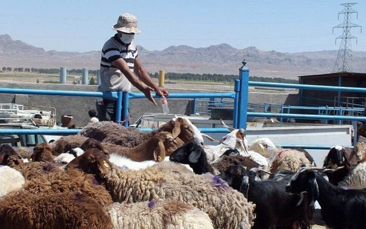 قیمت دام زنده امروز دوشنبه 5 آبان/ گوسفند زنده در تهران چند؟