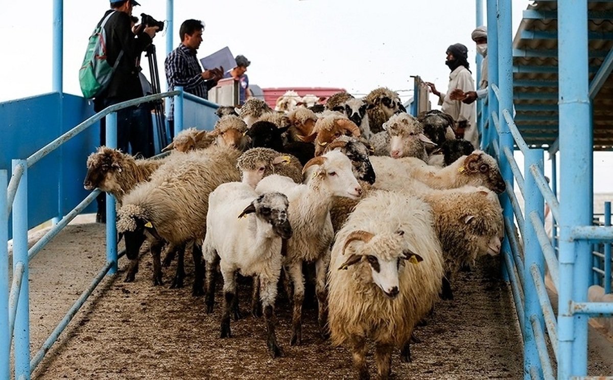 قیمت دام زنده اعلام شد