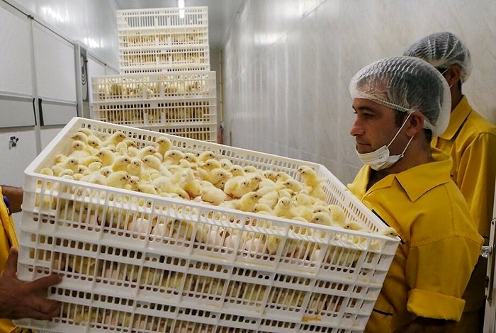 قیمت جوجه یکروزه اعلام شد