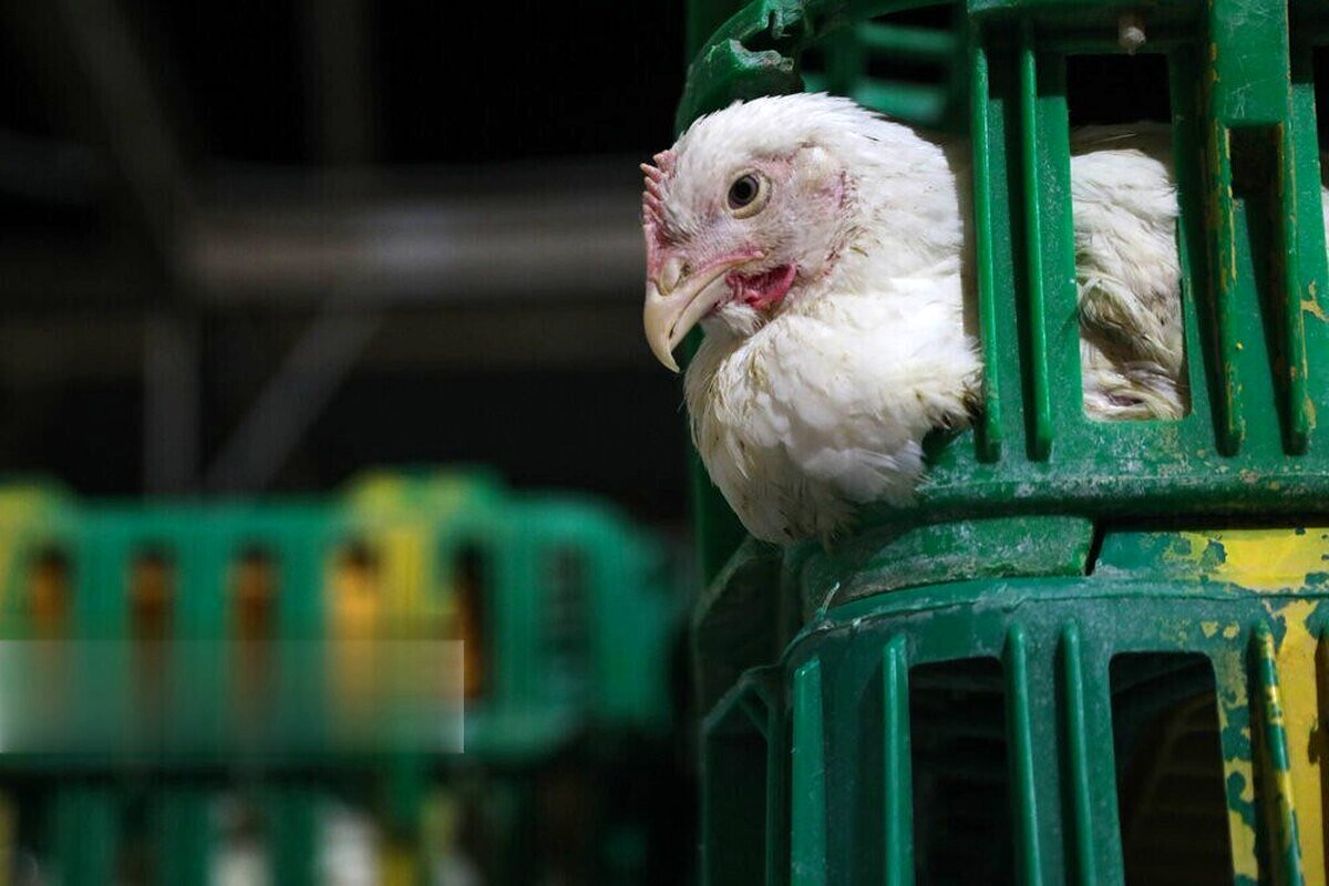 قیمت مرغ امروز شنبه 30 فروردین/ مرغ کشتار روز کیلویی چند؟