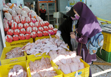 عرضه مرغ با چندین نرخ در بازار 