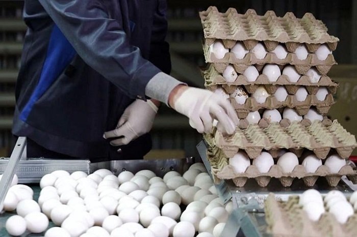 قیمت تخم مرغ در بازار + جدول